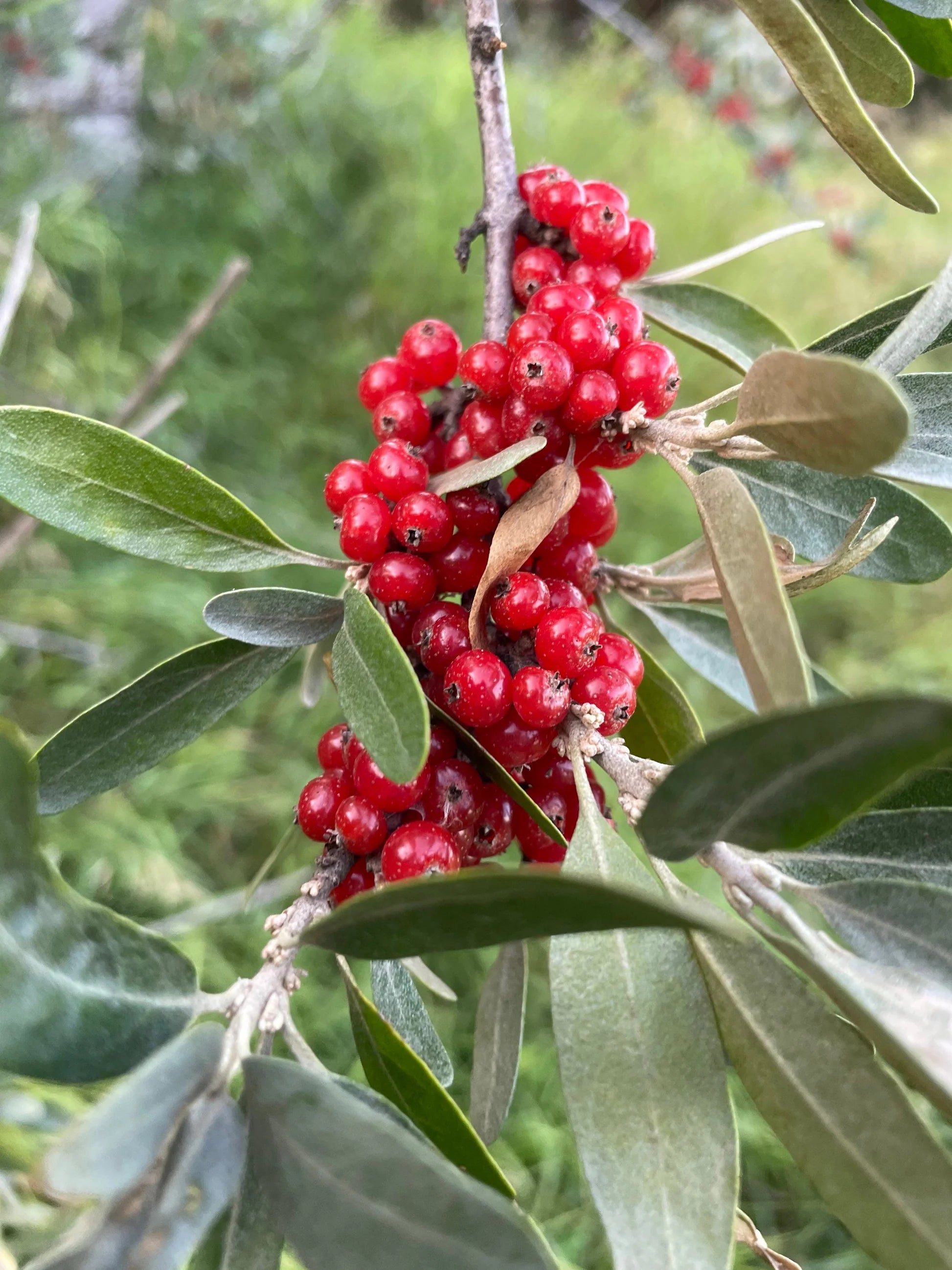 Ripe Red Buffaloberry Fruit on Branch