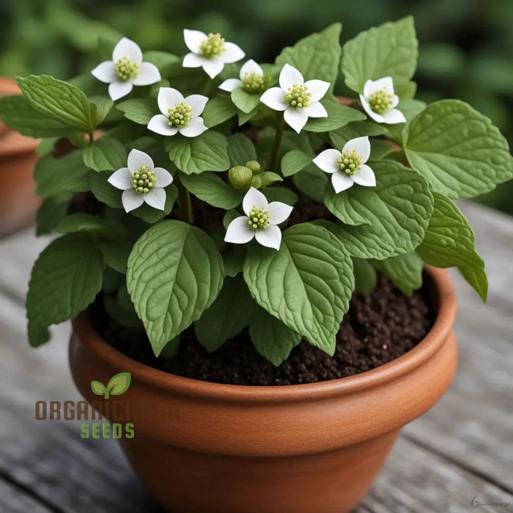 Bunchberry flower seeds for planting