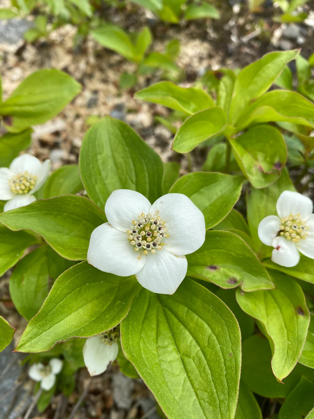Bunchberry red berries and green foliage