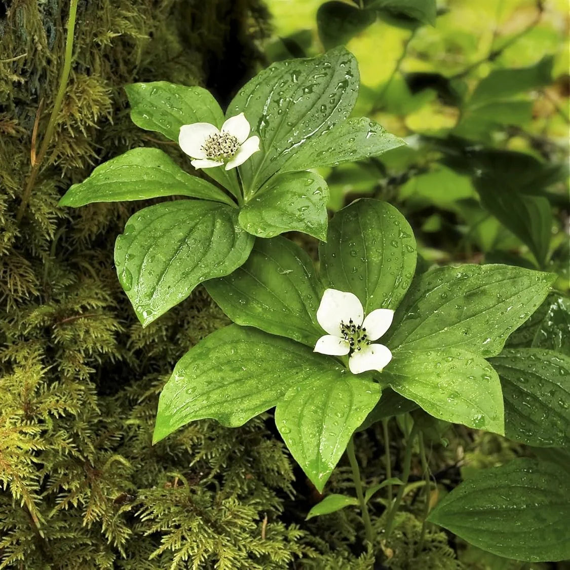 Bunchberry plants in a woodland garden setting