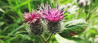 Burdock Seeds for Healthy Long Root Growth in Garden Beds