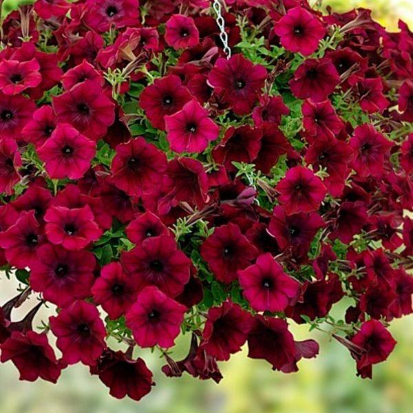 Burgundy Petunia Seeds – Rich, Elegant Blooms for Gardens & Hanging Baskets