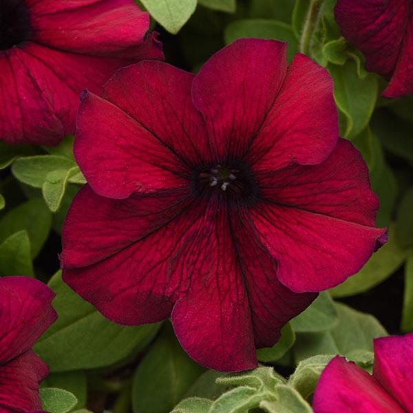 Burgundy Petunia Seeds for Vibrant Garden Blooms