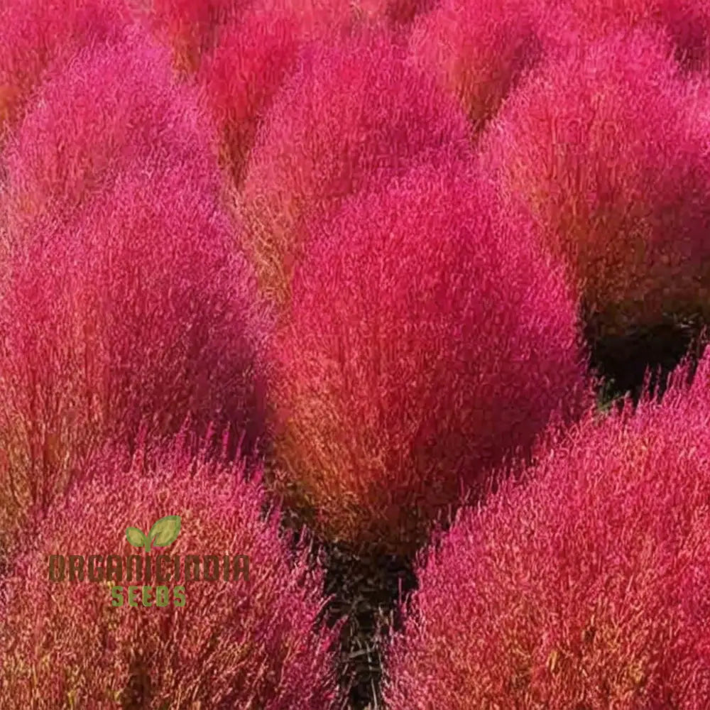 Burning Bush Kochia Seeds for Landscaping and Borders