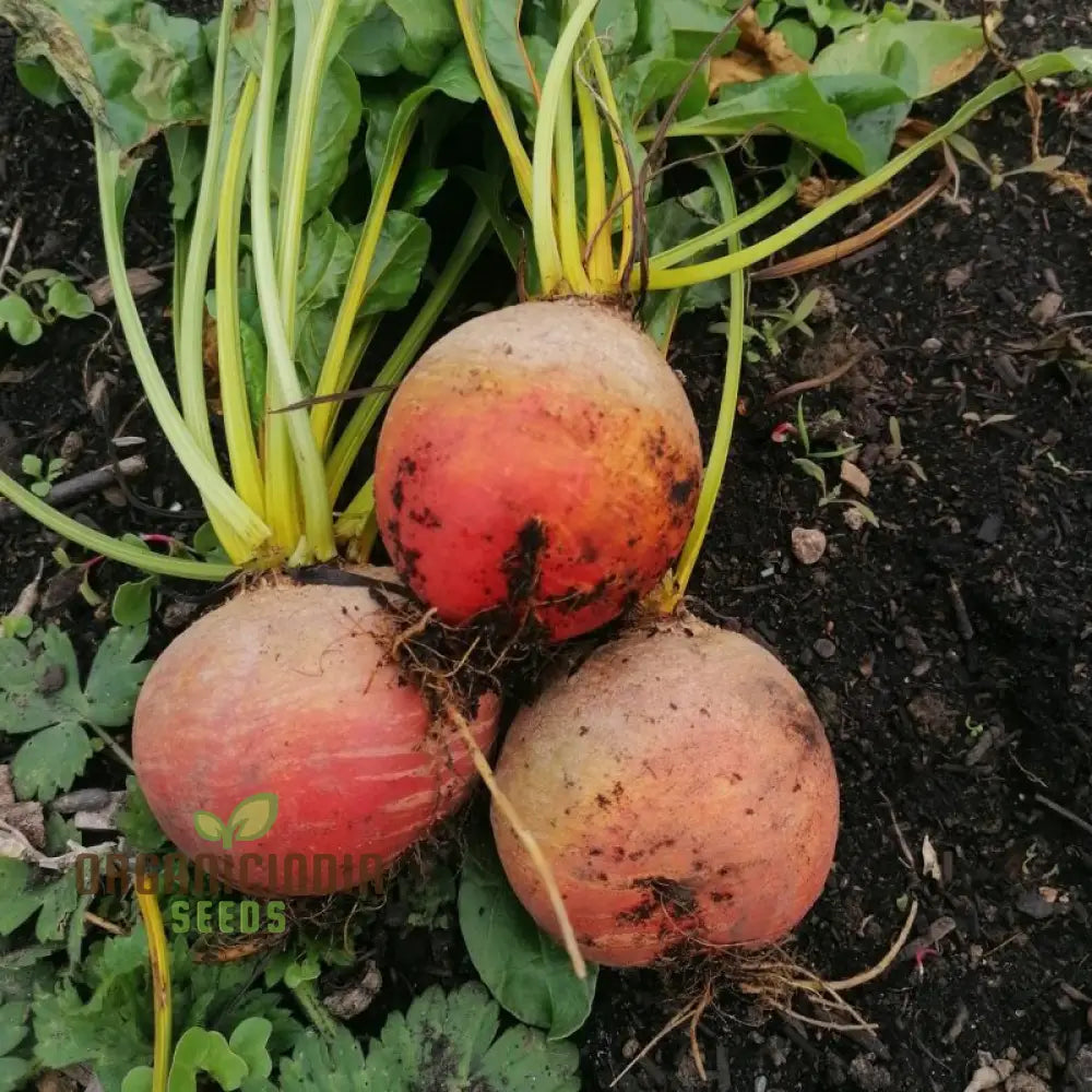 Burpee's Golden Beetroot Plants From Seeds, Organic Beet Variety