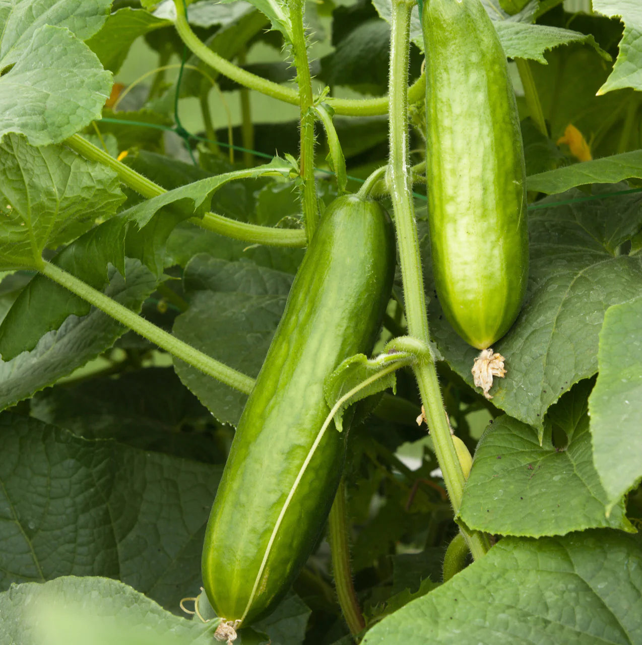 How to Grow Burpless English Cucumber Seeds – Planting Guide