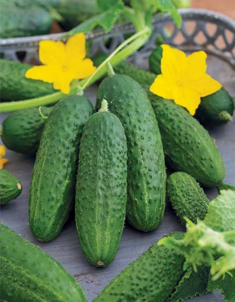 Mature Bush Champion Cucumber Plant with Crisp Green Fruit from Seeds
