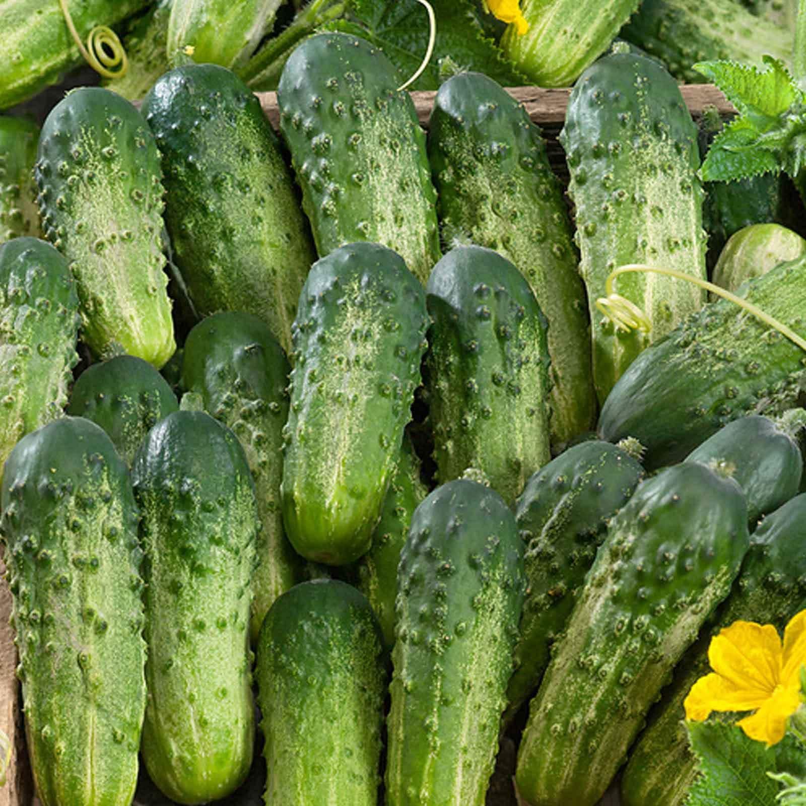 Mature Bush Pickle Cucumber Plant with High-Yield Cucumbers