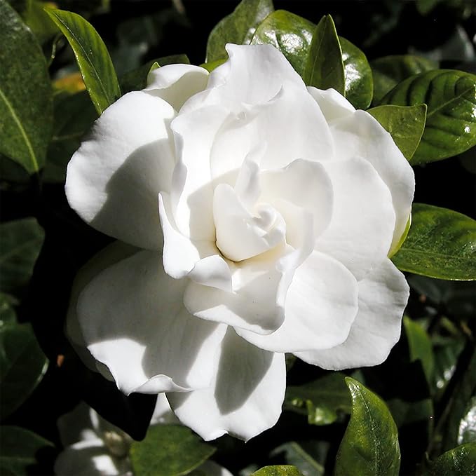 Jasmine attracting butterflies in garden