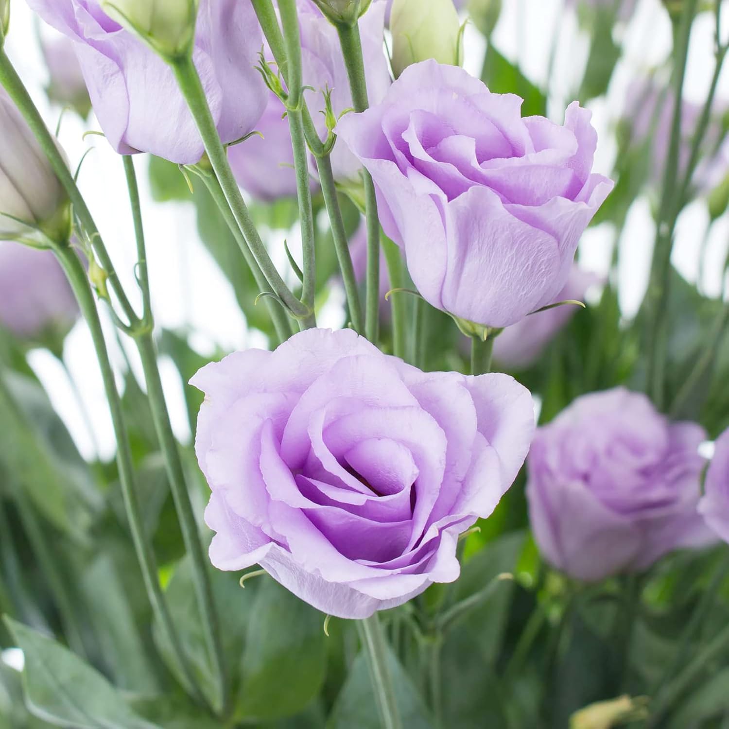 Butterfly Attracting Lisianthus Eustoma Flowers
