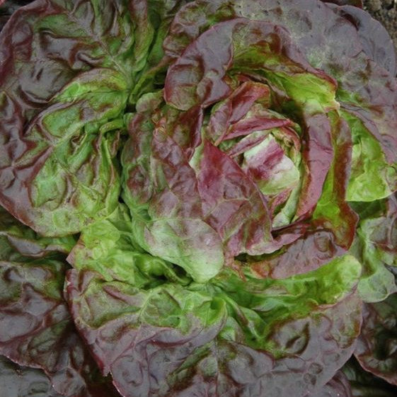Butterhead Red Lettuce Seedling from Seeds, Easy-to-Grow Garden Lettuce