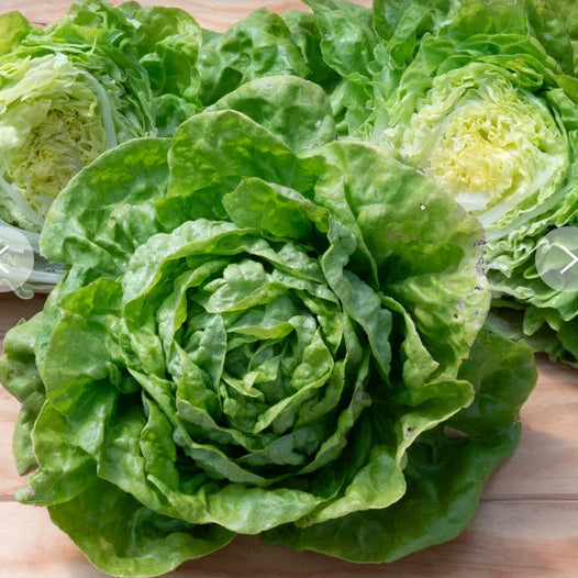 Butterhead Summer Crisp Lettuce Seeds for Planting, Heat-Tolerant Garden Greens
