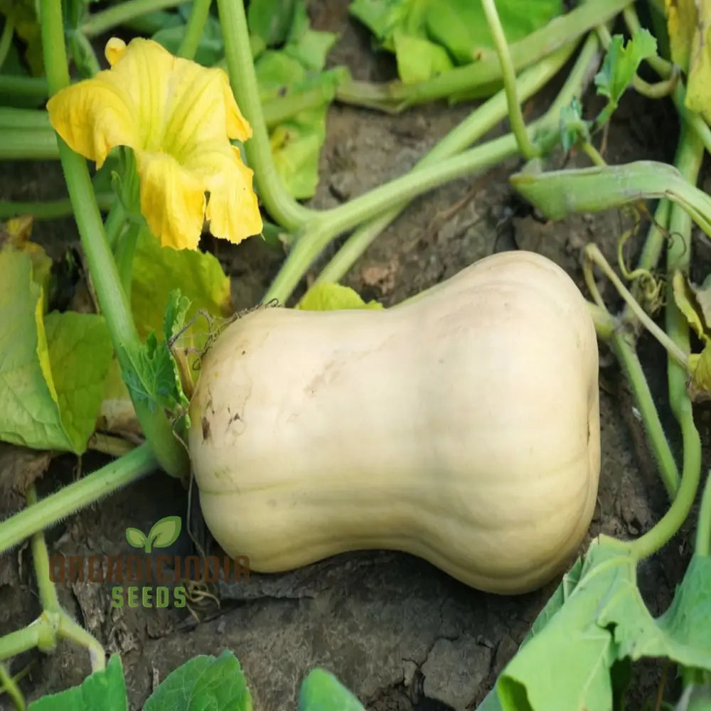 Mature Butternut Hunter F1 Plant, High-Yield F1 Squash Seeds