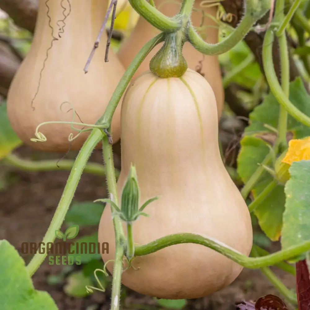 Premium Butternut Hunter F1 Seeds for Home Garden, High-Yield Squash Seeds