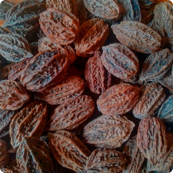 Butternut Tree Seeds (Juglans cinerea) for Planting Nut Trees