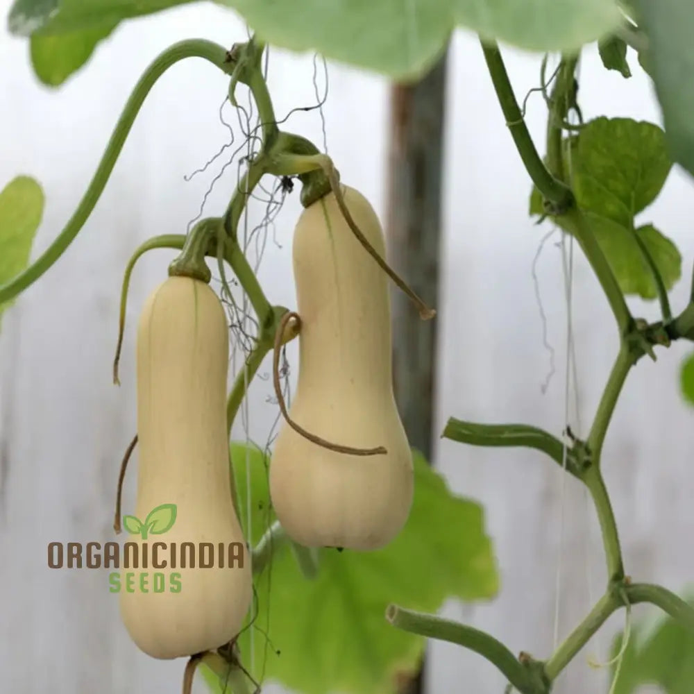 Butternut Waltham Squash Growing in Garden from Seeds, High-Yield Squash