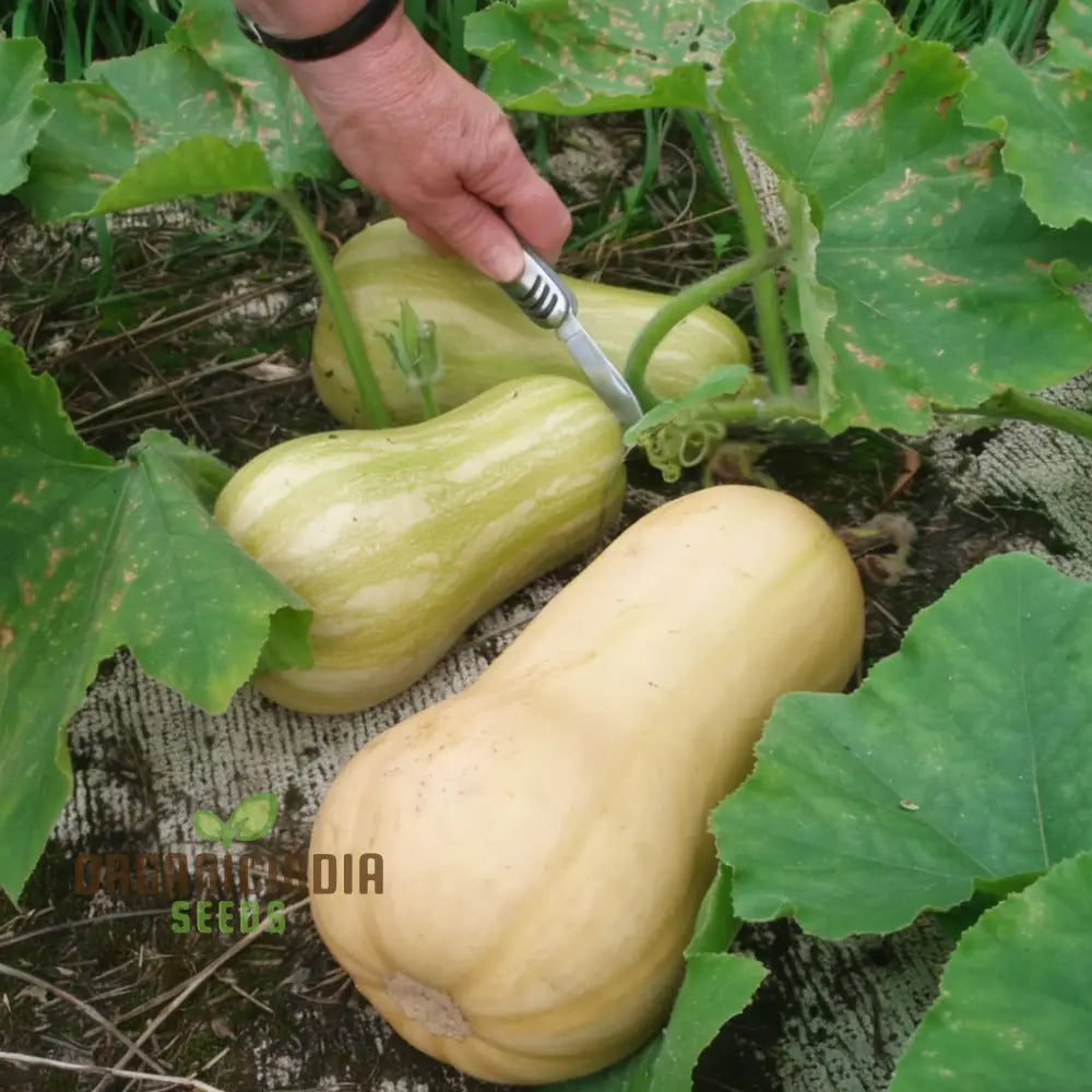 Mature Butternut Waltham Squash Plant with Fruit from Seeds