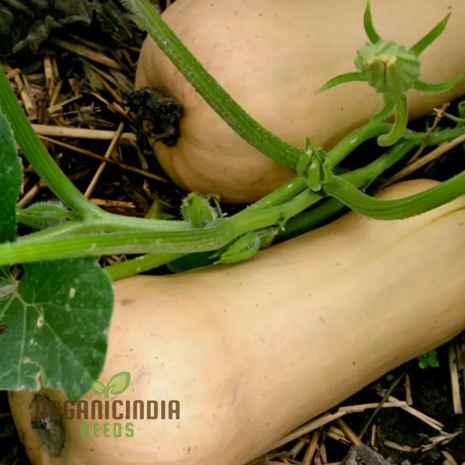 Butternut Waltham Squash Seeds for Planting, Sweet Nutty Winter Squash