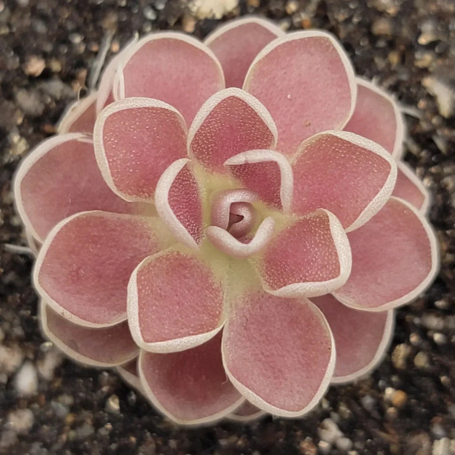 Butterwort Plant Growing in Container from Carnivorous Seeds