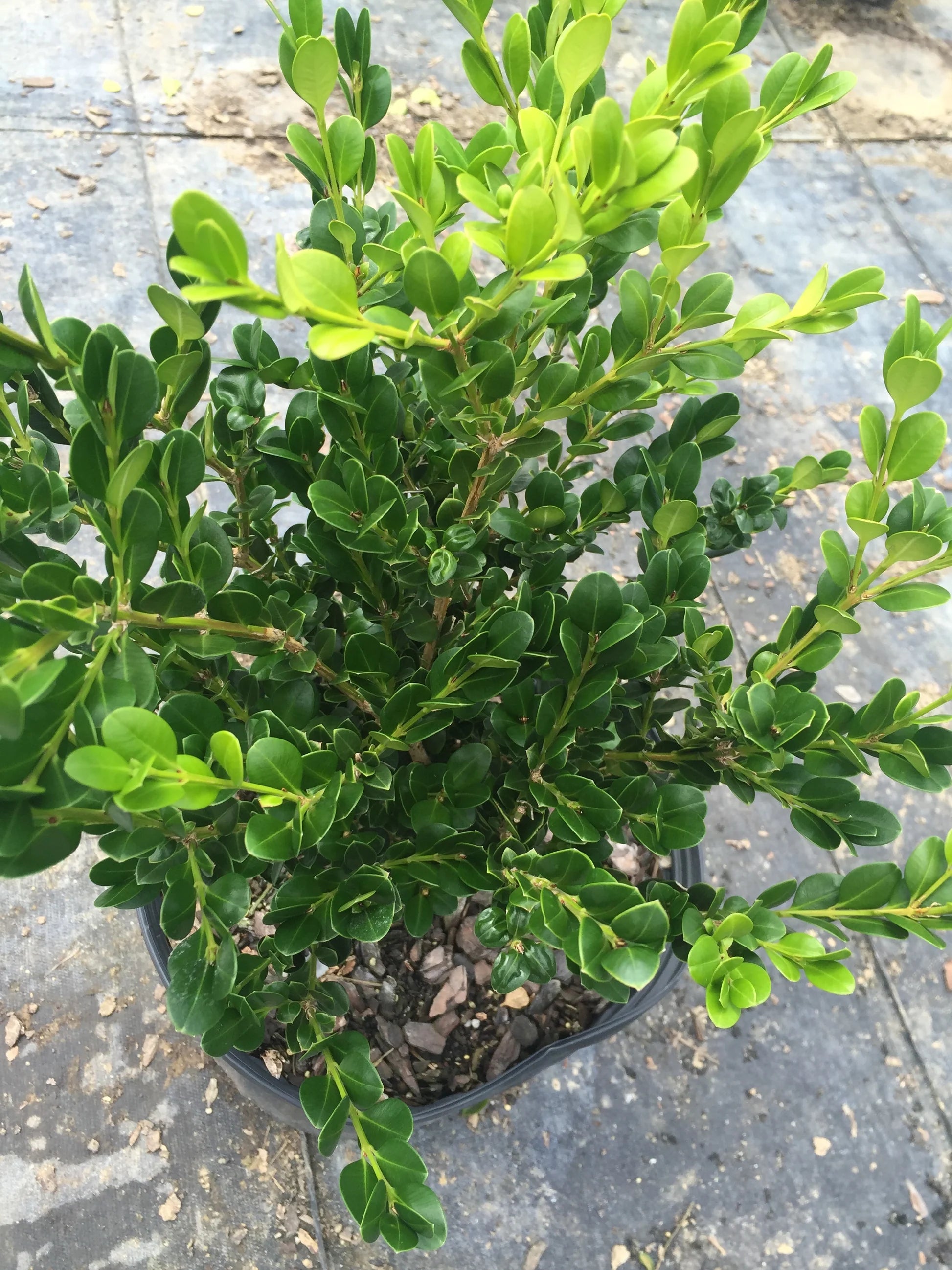 Buxus microphylla Seedlings Growing for Hedge Planting