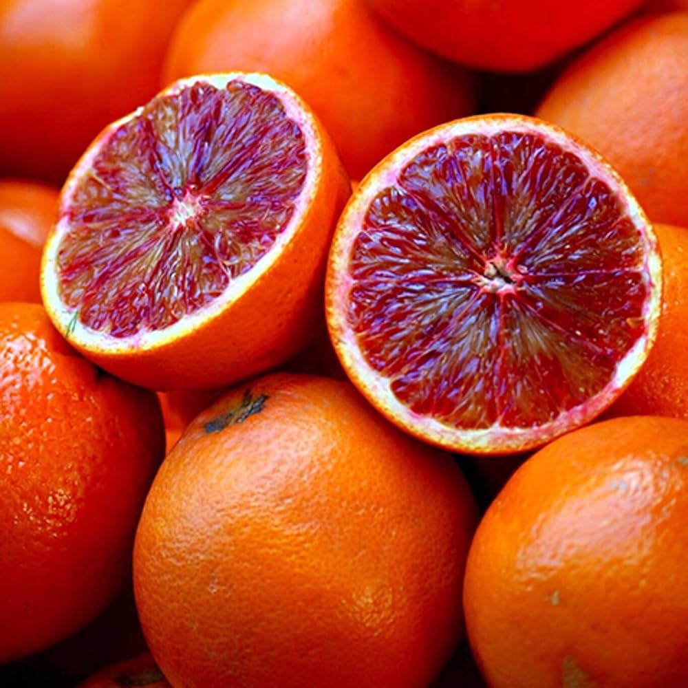 Non-GMO Blood Orange seeds for growing sweet red-fleshed oranges