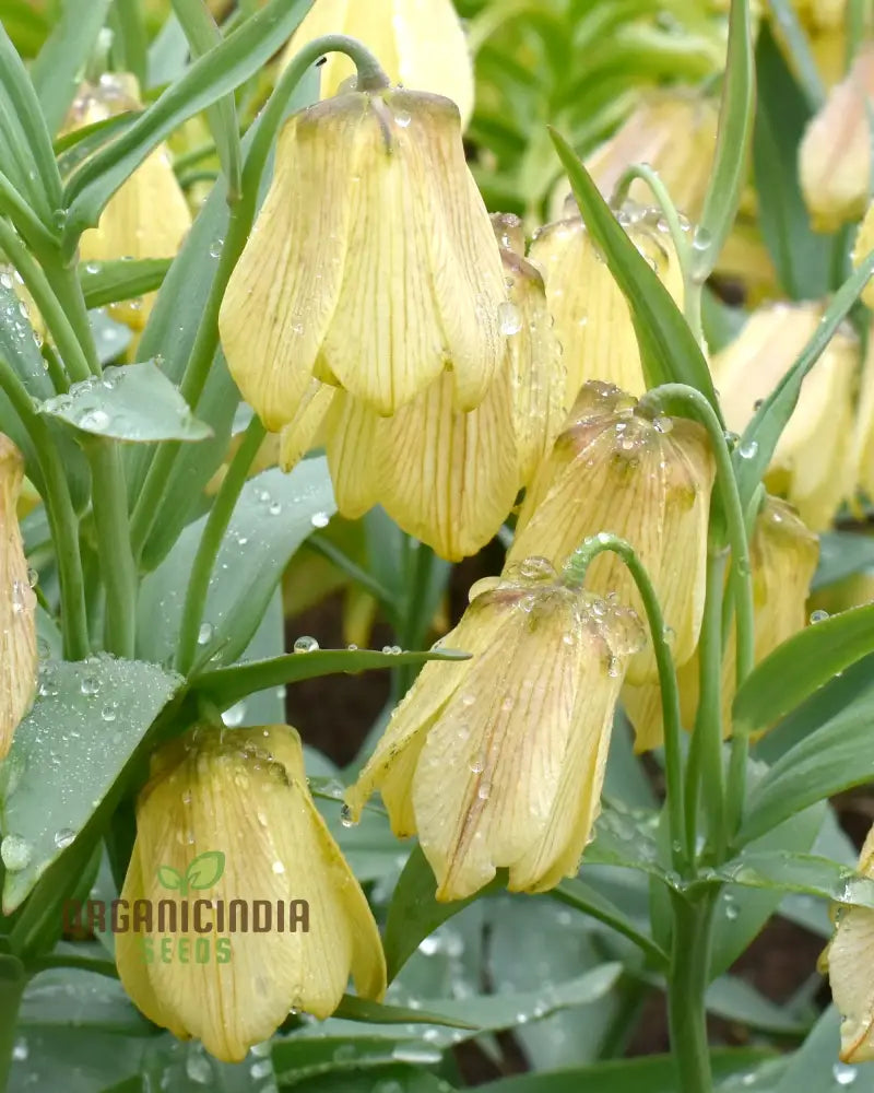 Buy Fritillaria Pallidiflora Seeds For Your Garden Planting Made Easy