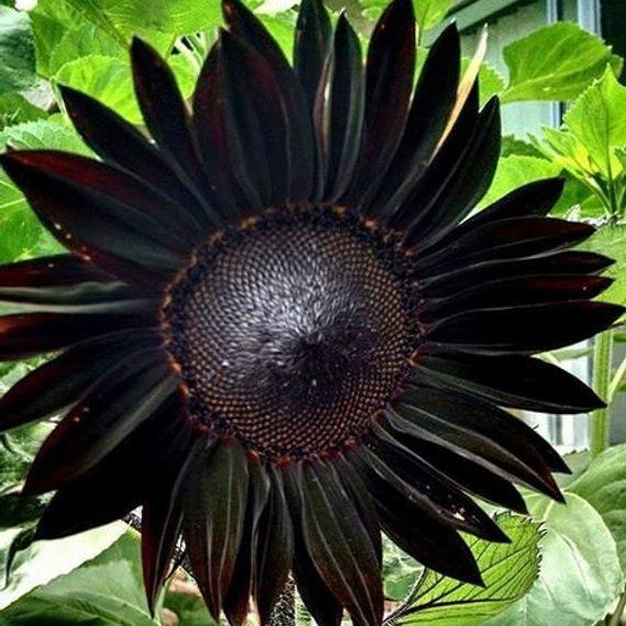 Semillas frescas de girasol negro profundo para plantar en el jardín