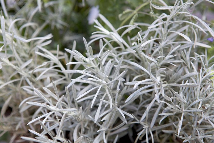 Cold-Hardy Variety with Silver Foliage & Fragrant Blooms