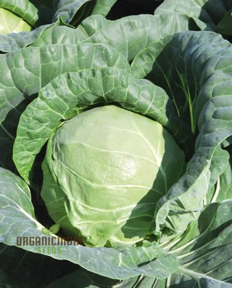 Fresh Harvested Duncan F1 Cabbage Head from Seeds