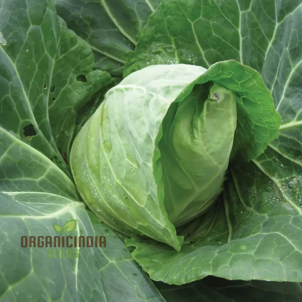 Cabbage Duncan F1 Seeds Packet, Organic Hybrid Cabbage Seeds for Planting