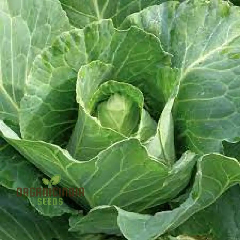 Durham Early Cabbage Growing in Home Garden from Seeds