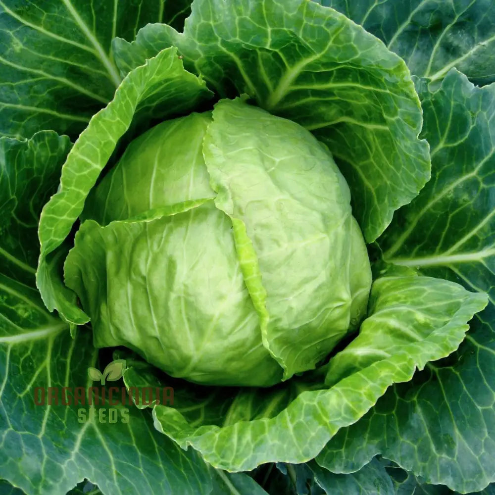 Mature Durham Early Cabbage Heads from Non-GMO Seeds