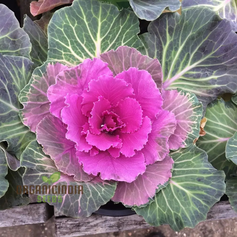 Cabbage Flower Seeds for Planting, Ornamental Garden Blooms