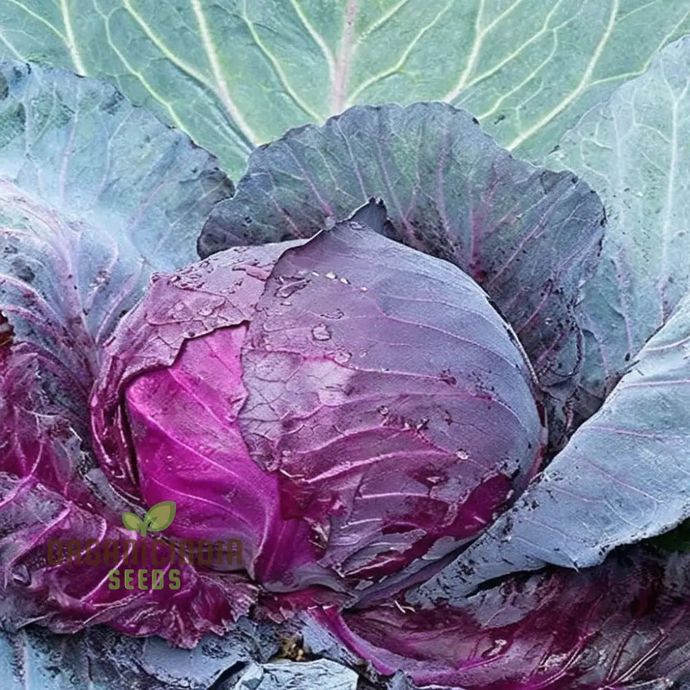 Closeup of Colorful Cabbage Flower Blooms, Garden Decoration