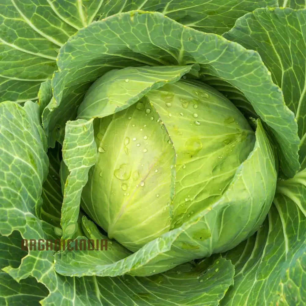 Close-Up of Golden Acre Cabbage Heads, Organic Heirloom Cabbage Seeds