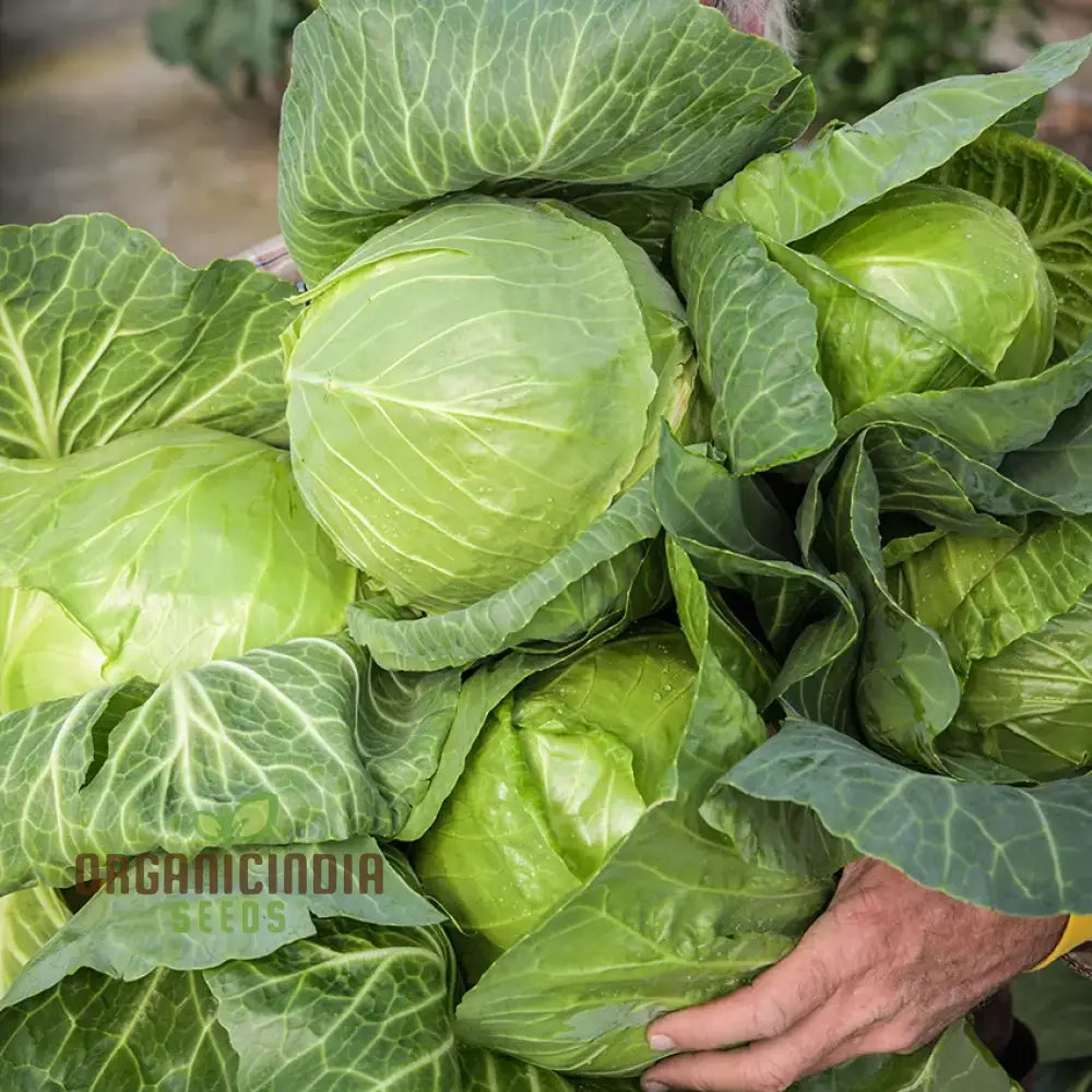 Mature Golden Acre Cabbage Plant with Compact Heads