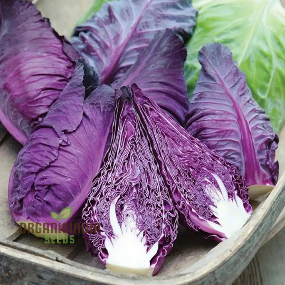 Mature Kalibos Red Cabbage Plant from Seeds, Firm and Compact Heads