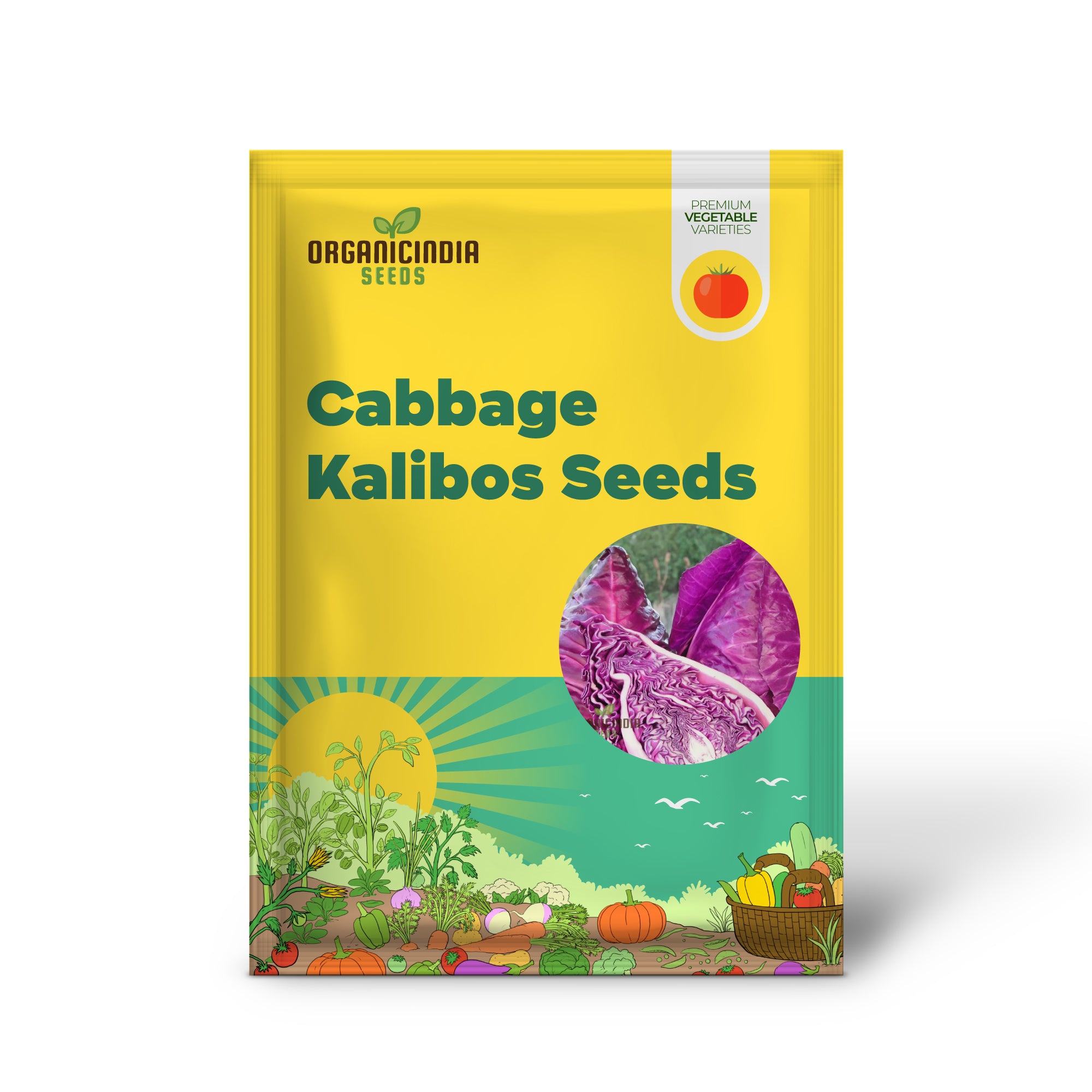Kalibos Red Cabbage Seedlings Growing in Garden, Vibrant and Nutritious