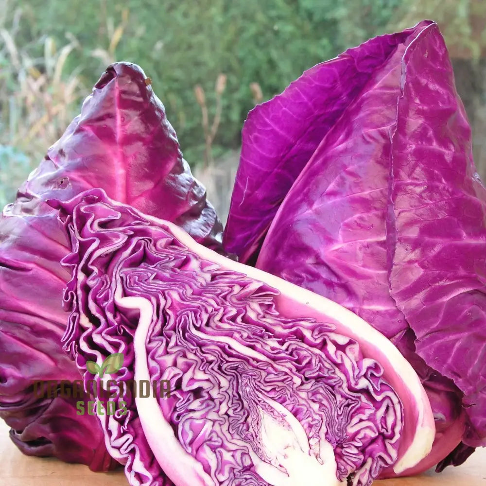 Kalibos Red Cabbage Seeds Packet, Heirloom Non-GMO Vegetable Seeds for Planting