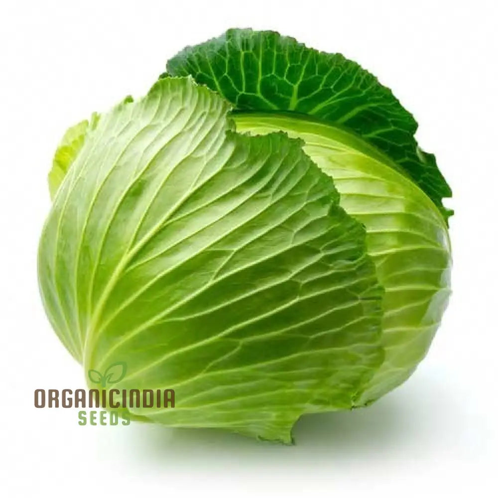 Mature Heirloom Mix Cabbage Plant from Seeds, Crisp and Nutritious Heads