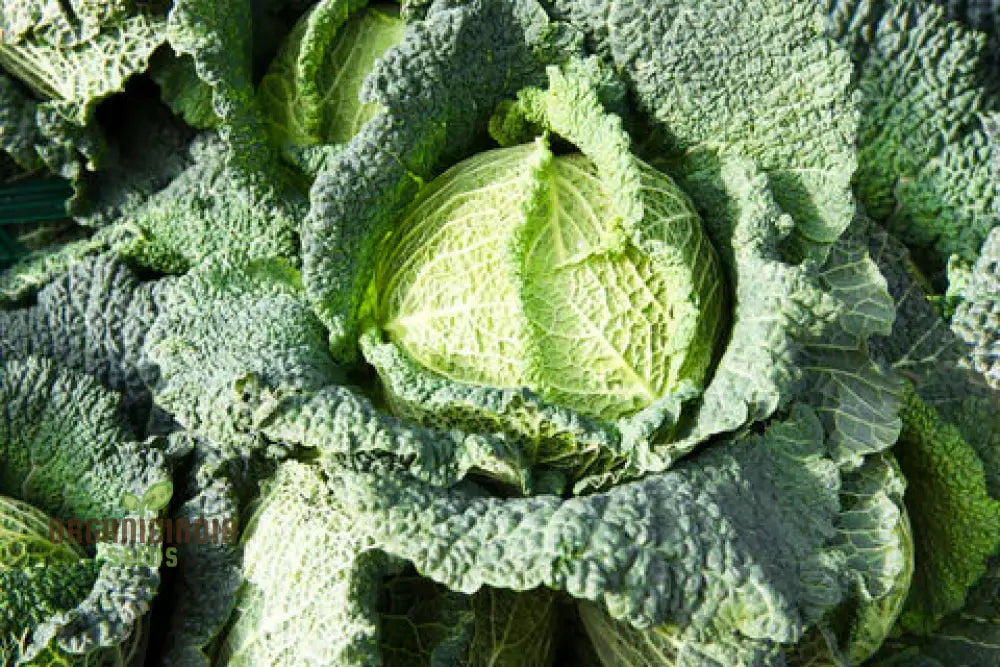 Harvested Cabbage Ormskirk Heads from Seeds, Fresh Garden Vegetable