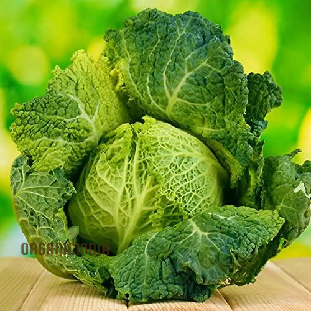 Cabbage Ormskirk Seeds for Home Garden, Easy-to-Grow Vegetable Seeds