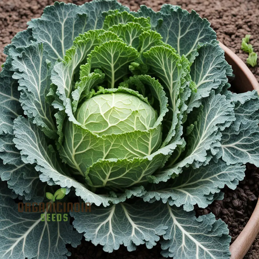 Ornamental Cabbage Plants Growing in Garden Bed from Seeds