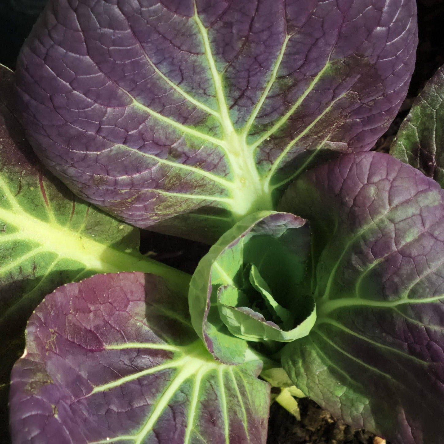 Semillas de Pak Choi Rojo F1 Eleva tu experiencia de jardinería con cosechas nutritivas y llenas de sabor