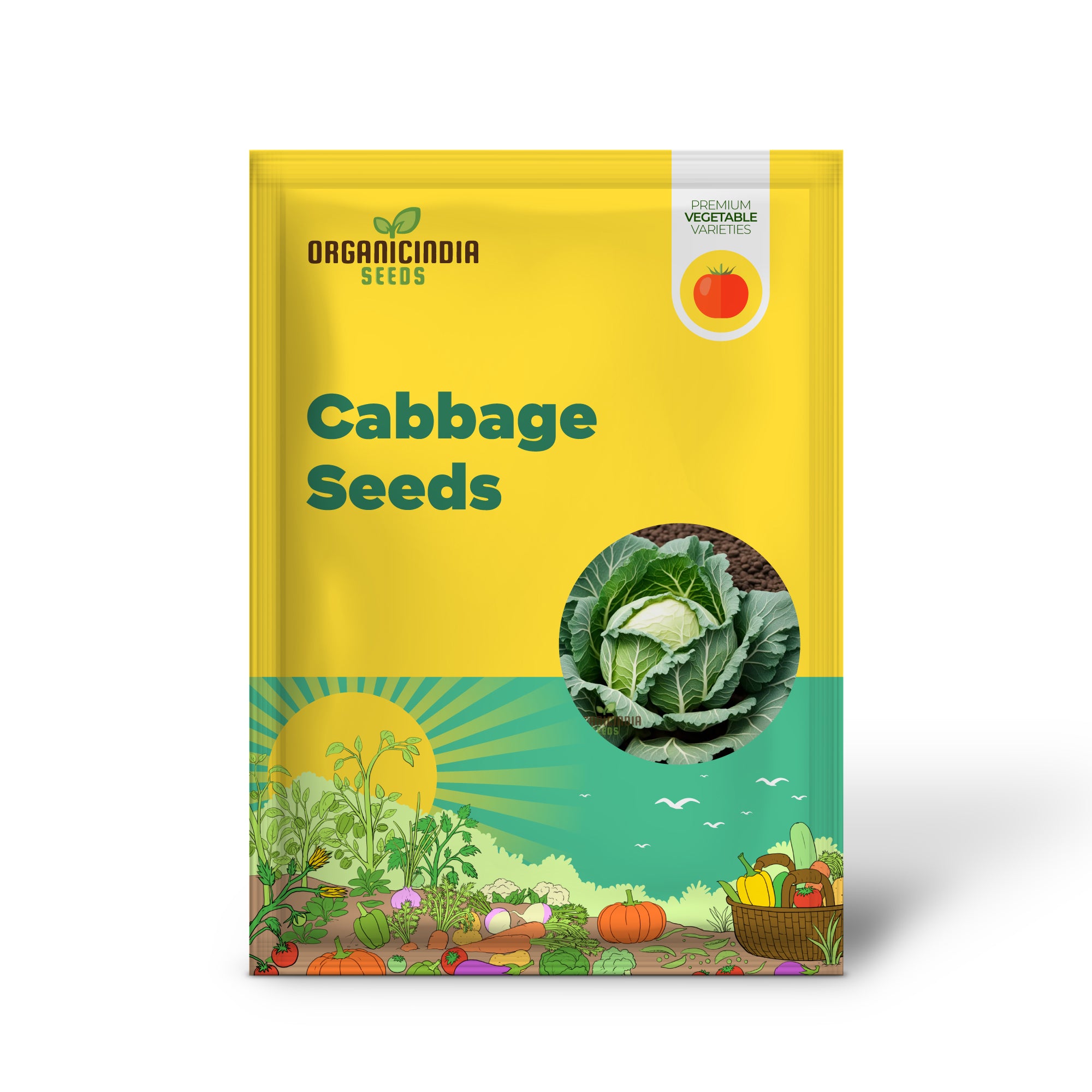 Cabbage seeds germination in garden soil
