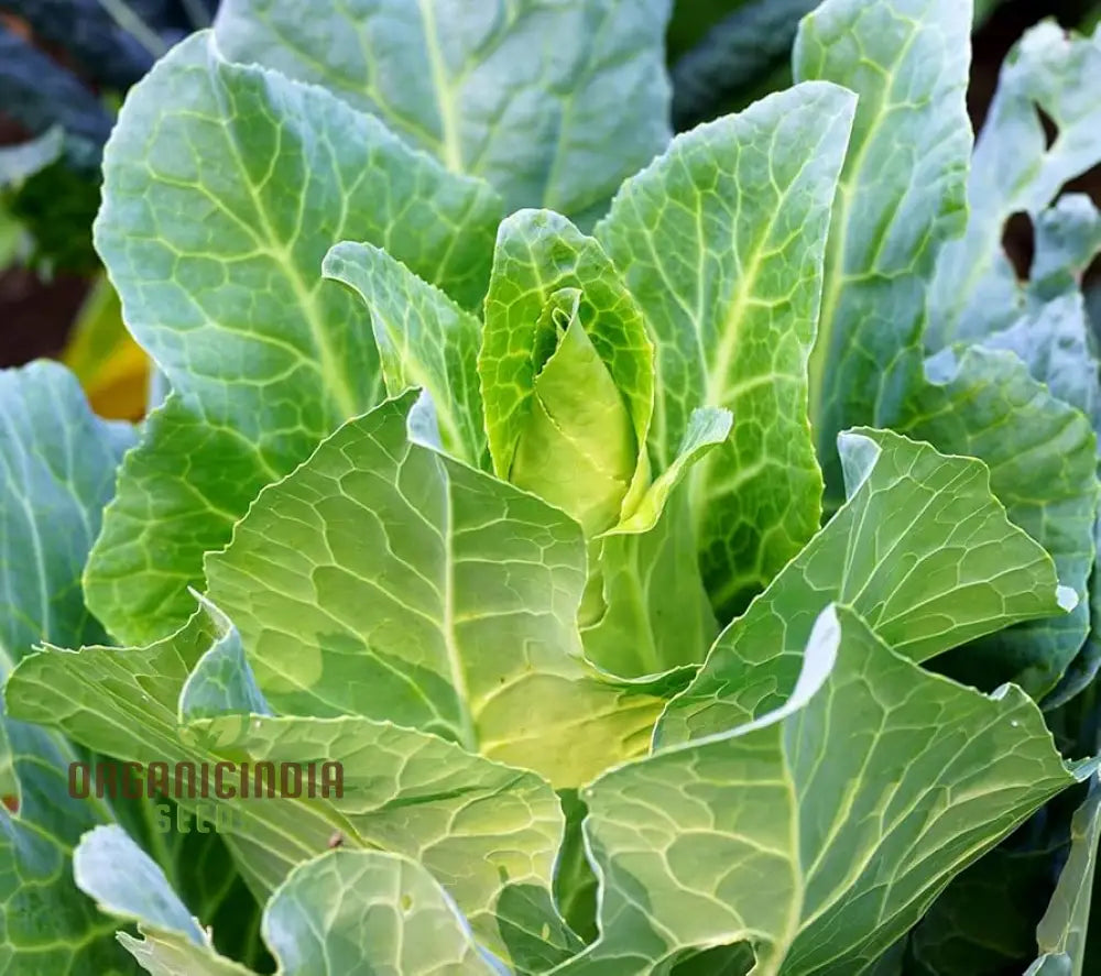 Wheeler’s Imperial Cabbage Growing in Home Garden from Seeds