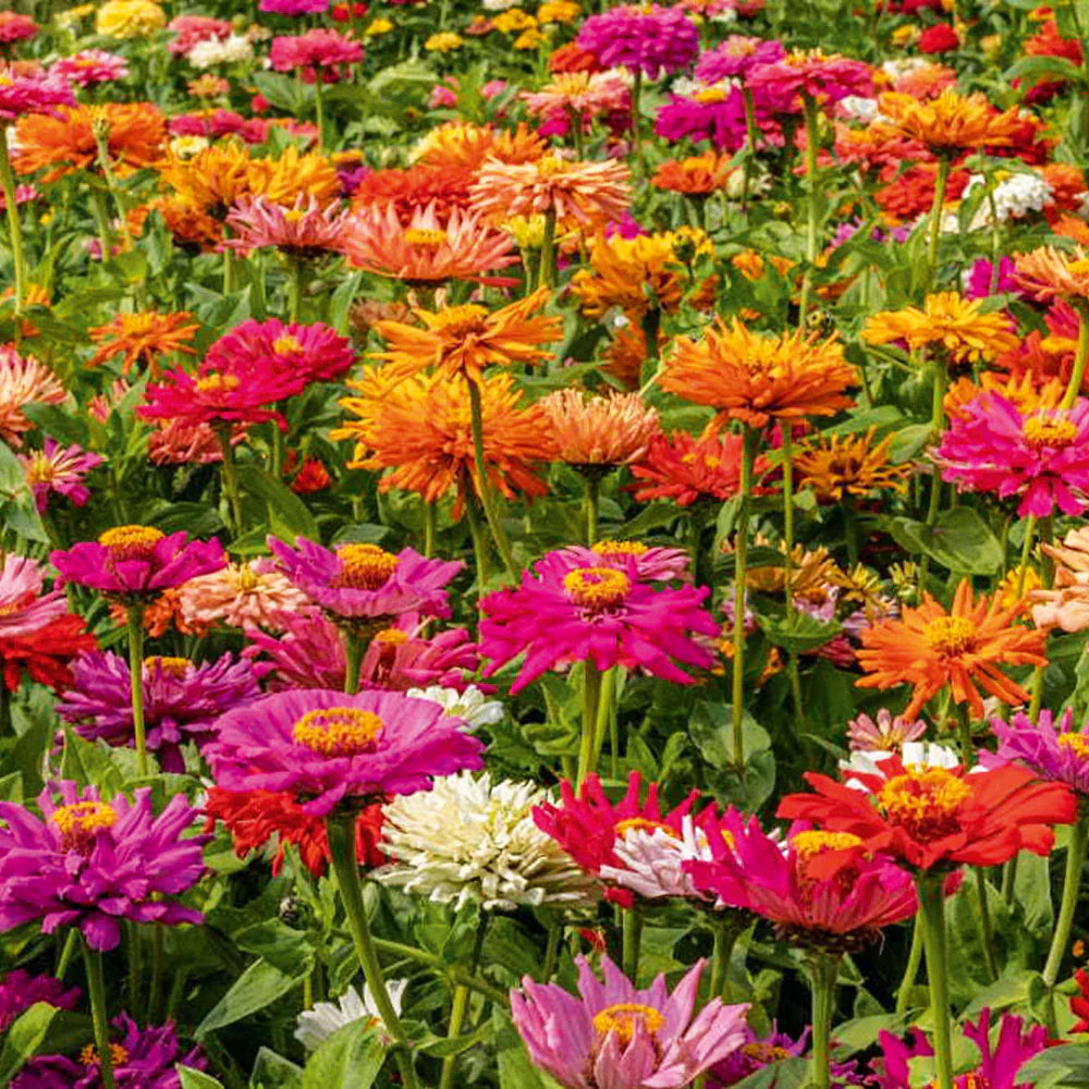 Cactus-Flowered Zinnia Seeds with Mixed Color Spiky Petaled Blooms