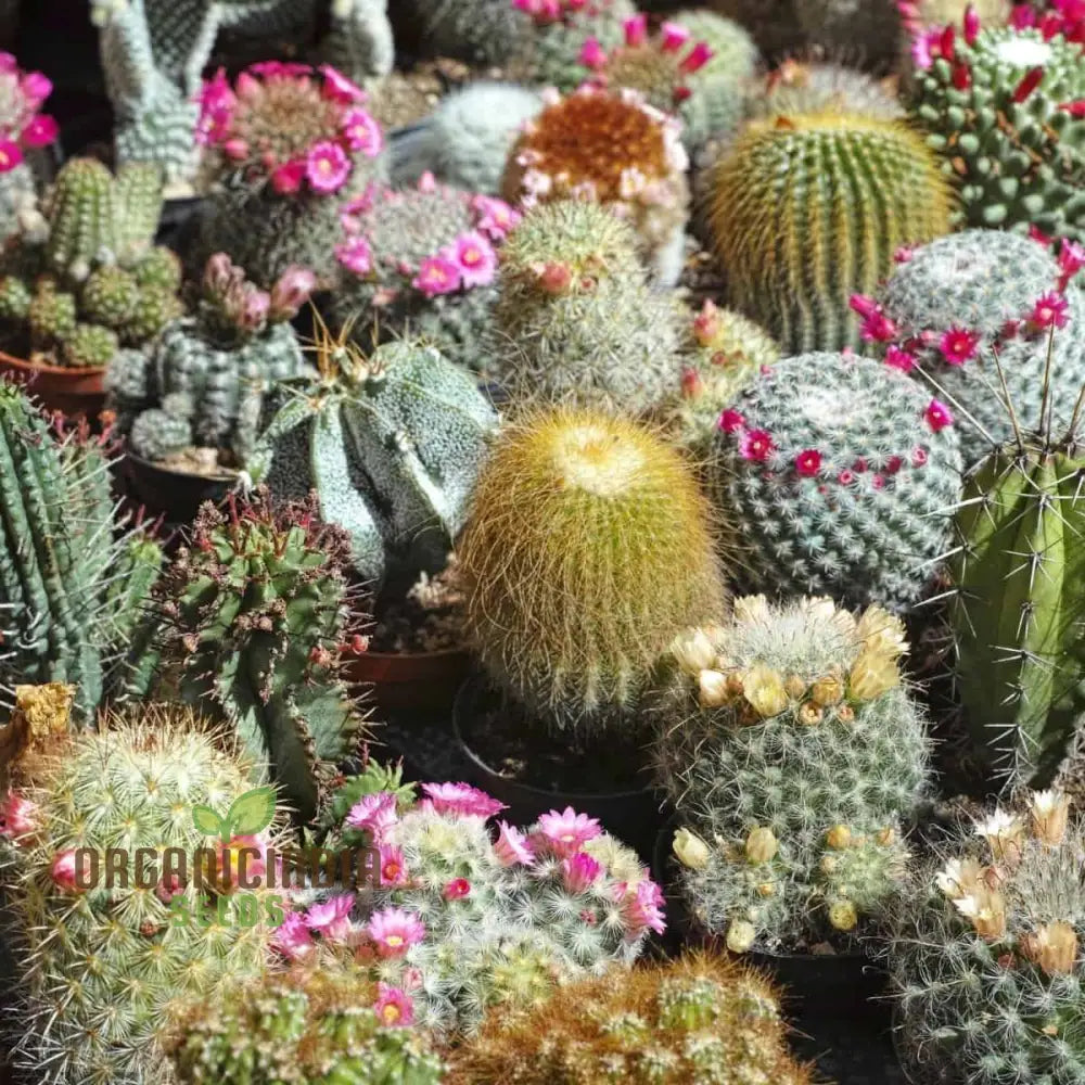 cactus seeds mix for planting indoor and outdoor garden