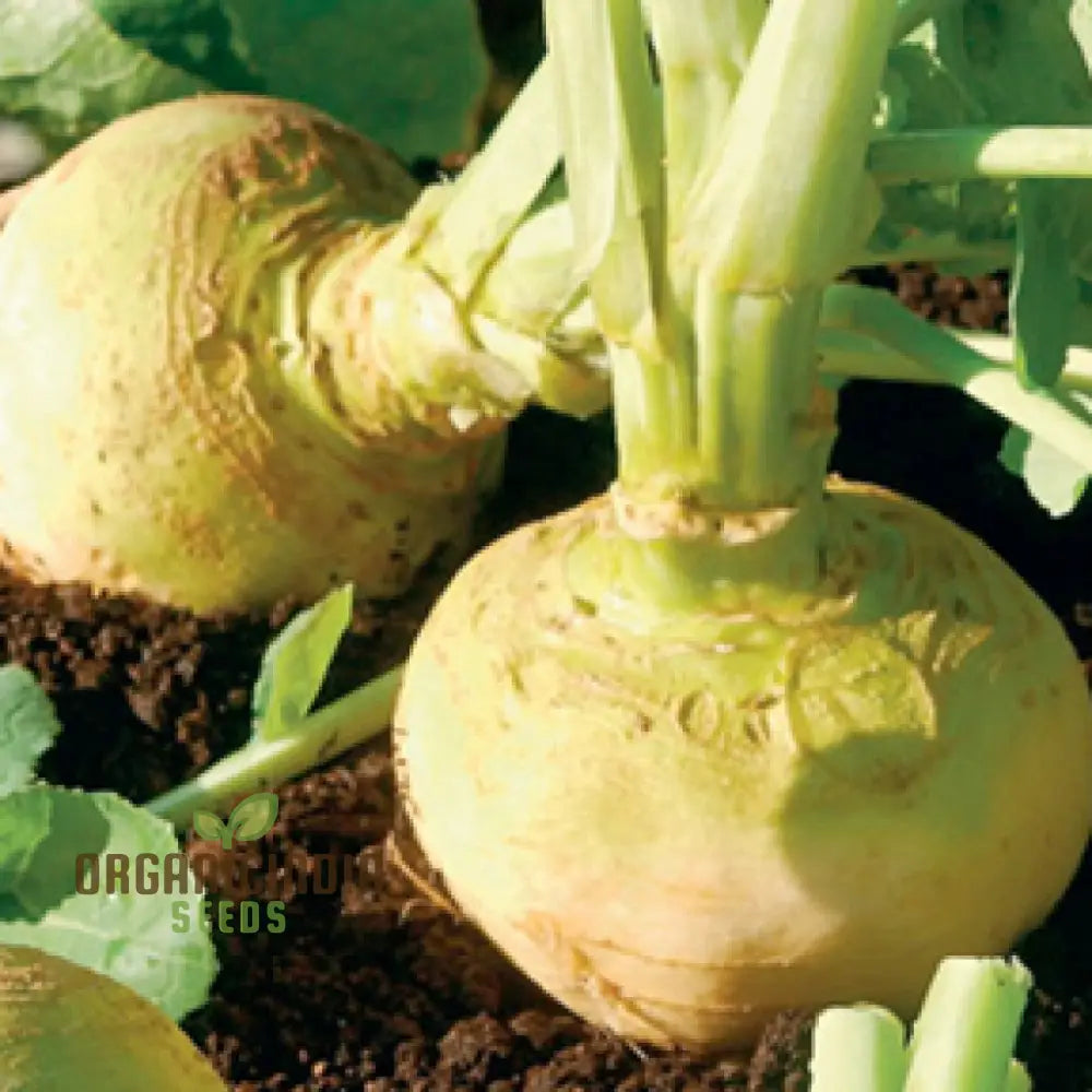 Cairns Family Heirloom Rutabaga Seeds for Garden, Easy-to-Grow Heirloom Roots