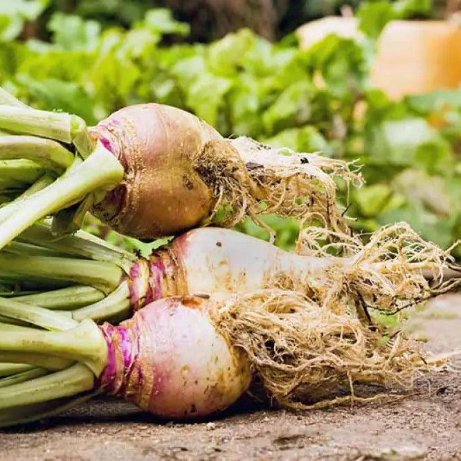 Harvested Cairns Heirloom Rutabagas from Seeds, Fresh Homegrown Roots